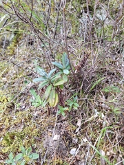 Veronica colensoi, photograph Oscar Dove, CC BY, iNaturalist via GBIF