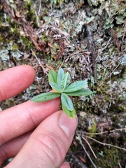 Veronica colensoi, photograph Oscar Dove, CC BY, iNaturalist via GBIF