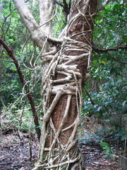 Heptapleurum actinophyllum