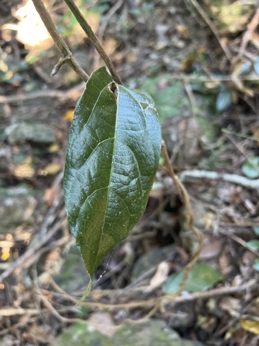 Aristolochia praevenosa, 2026-09-19