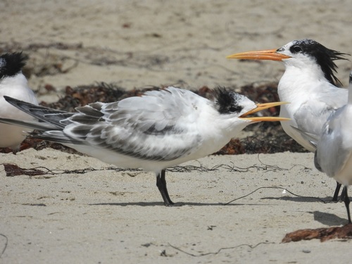 iNaturalist observation photo of Elegant Tern