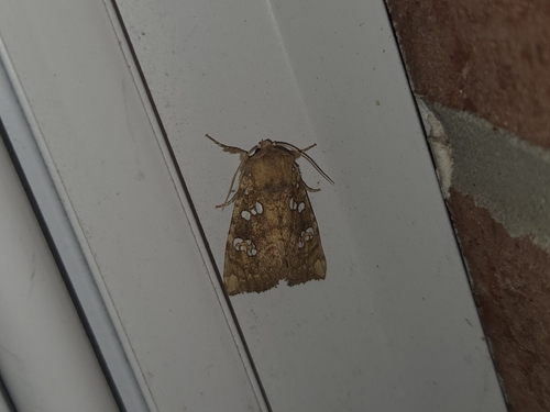 Ash Shoot Borer Moth photo 4