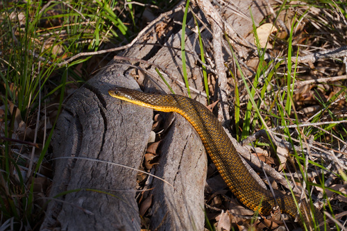 Western Tiger Snake