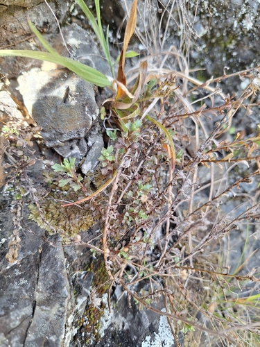 Vittadinia australis observed 2026-08-30