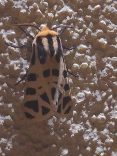 Mexican Tiger Moth