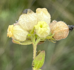Hermannia hyssopifolia, photograph (c) Dave U, some rights reserved (CC BY-SA)