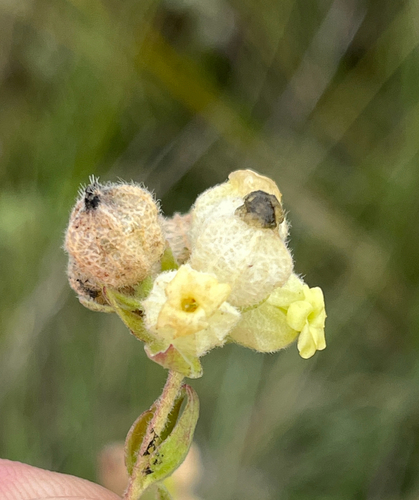 Hermannia hyssopifolia, photograph 6