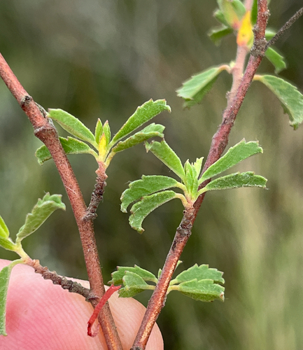 Hermannia hyssopifolia, photograph 5