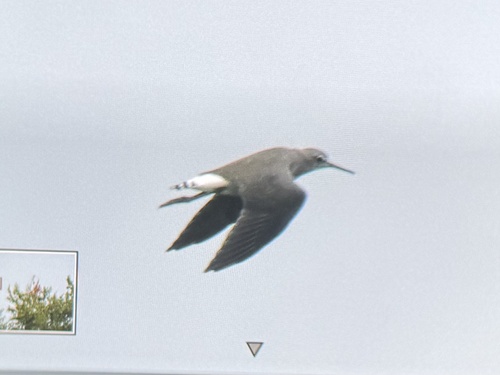 Green Sandpiper