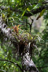 Tillandsia capitata, photograph (c) José Javier Barrios Flores, some rights reserved (CC BY)