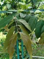 Hiptage benghalensis