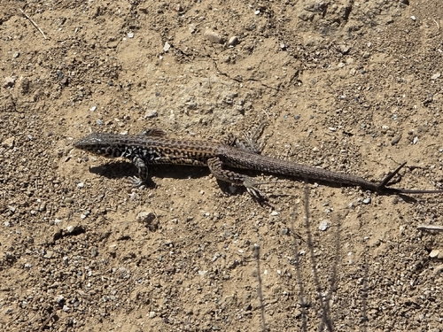 iNaturalist observation photo of Western Whiptail