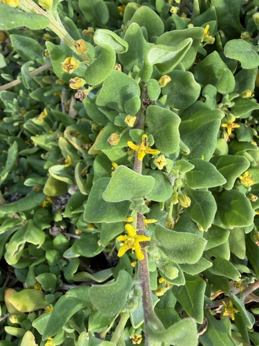 Tetragonia implexicoma, photograph 3