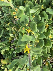 (c) Emma Burns, some rights reserved (CC BY) Tetragonia implexicoma, photograph (c) Emma Burns, some rights reserved (CC BY)