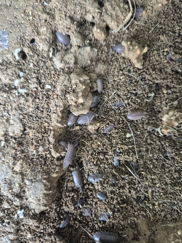 Swift Woodlouse