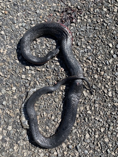 Red-bellied Black Snake