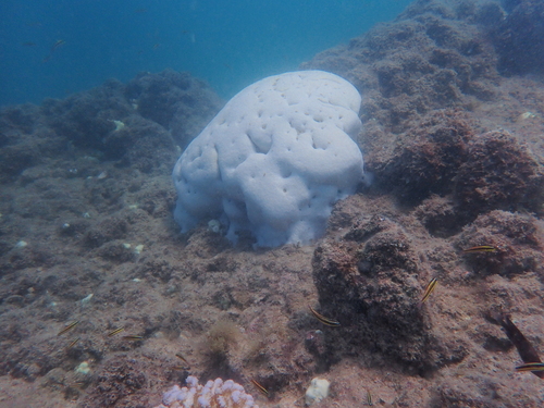 Pavona gigantea observed 2026-09-17