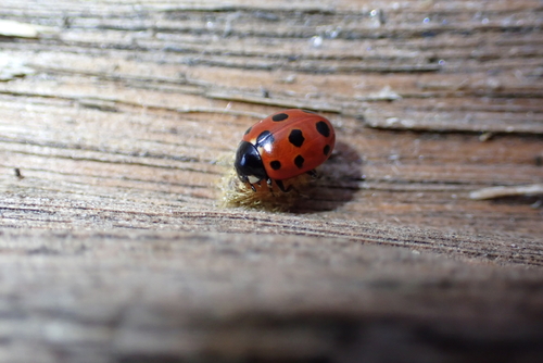 Eleven-spotted Ladybird Beetle