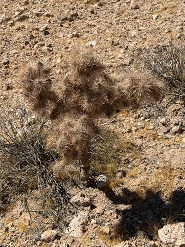 Cylindropuntia echinocarpa, photograph 4