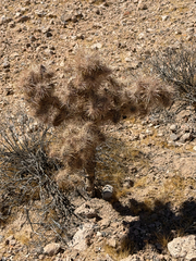 (c) CK2AZ, some rights reserved (CC BY) Cylindropuntia echinocarpa, photograph (c) CK2AZ, some rights reserved (CC BY)