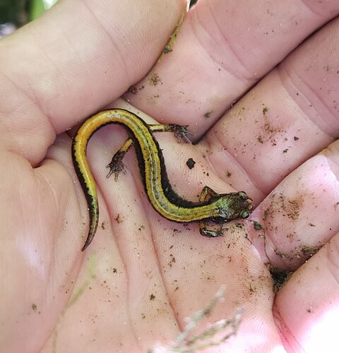 Western Red-backed Salamander