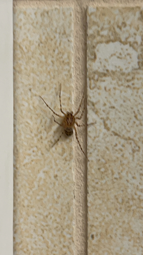 Common Spitting Spider