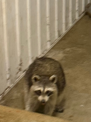 Common Raccoon