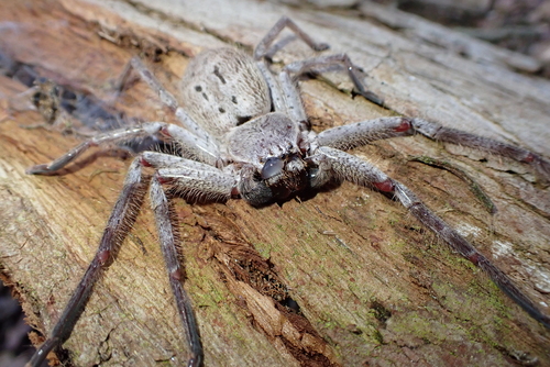 Mountain Huntsman