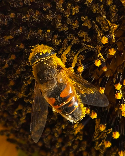 Common Drone Fly