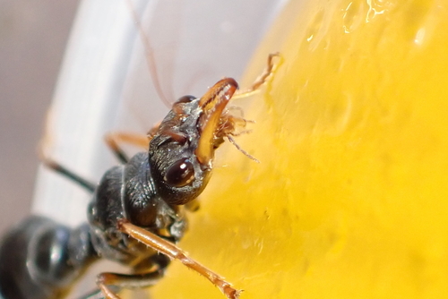 Jack Jumper Ant