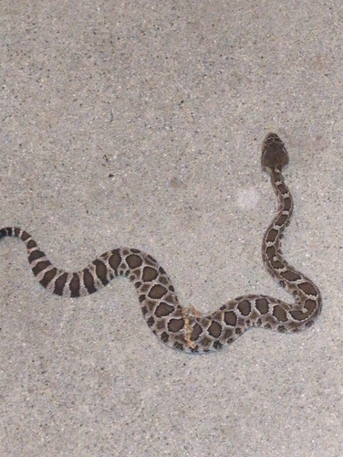 Northern Pacific Rattlesnake