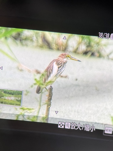 Chinese Pond-Heron
