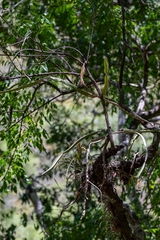 Tillandsia capitata