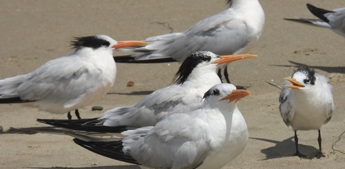 iNaturalist observation photo of Elegant Tern