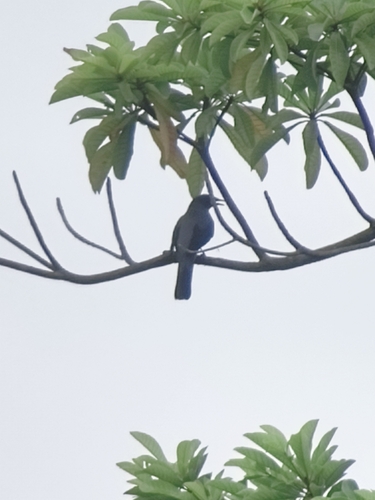Black-winged Cuckooshrike