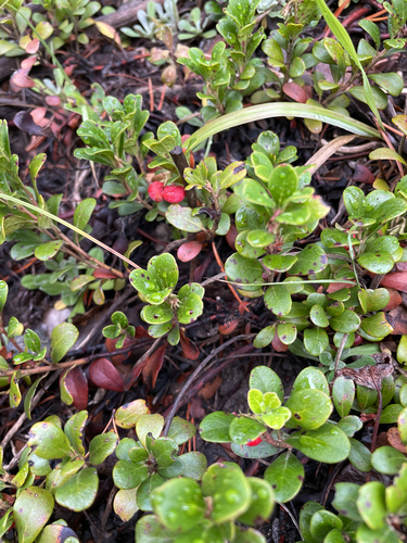 bearberry