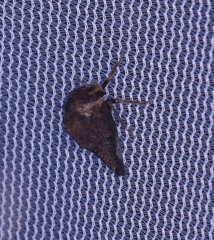 Telamona ampelopsidis
