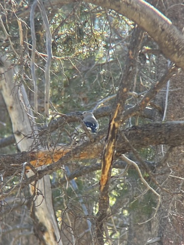 iNaturalist observation photo of Clark's Nutcracker