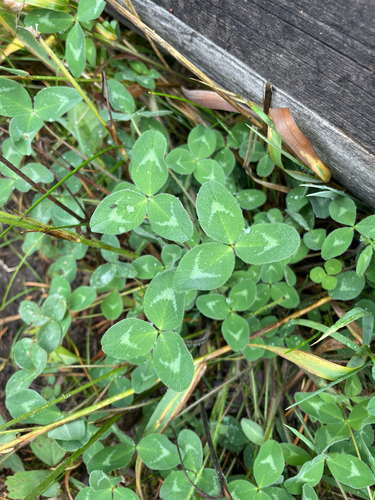 Red Clover