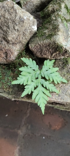 Doryopteris concolor observed 2026-09-19