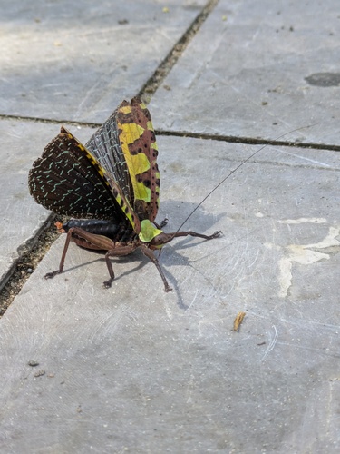 Flower Katydid