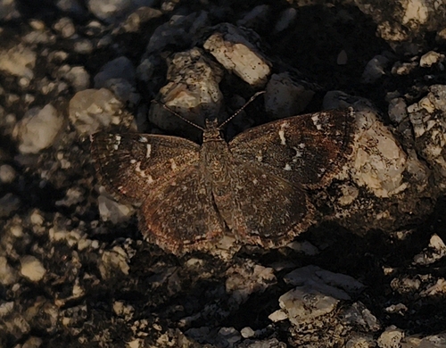 Spotted Small Flat