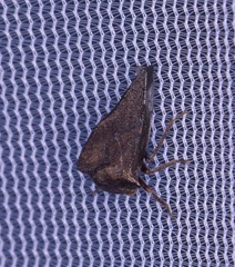 Telamona ampelopsidis