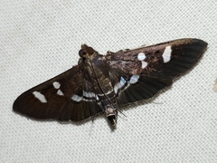Desmia deploralis