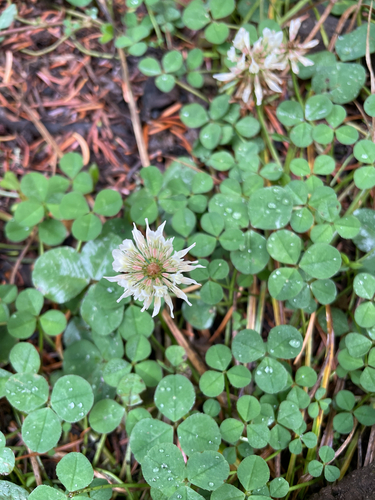 white clover