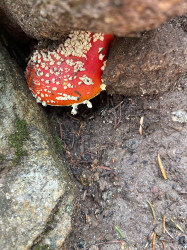 Fly Agaric