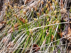 Carex longirostrata