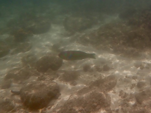 Thalassoma purpureum, 2026-09-14