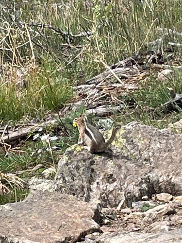 Common Golden-mantled Ground Squirrel