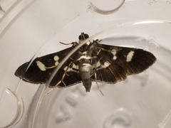 Desmia deploralis
